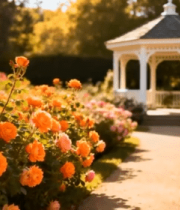 花园中盛开的月季花与凉亭7385#横屏 