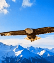 雪山上空翱翔的雄鹰(1)10322#横屏 