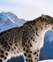 雪山上的雪豹特写12054#横屏 