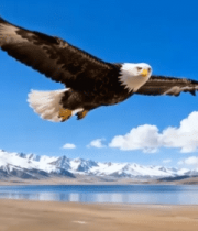 雪山下翱翔的雄鹰13076#横屏 