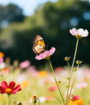 花丛中蝴蝶停留格桑花画面4278#横屏 