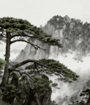 黄山云海中的松树与山峰2343#横屏 