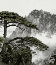 黄山云海中的松树与山峰2343#横屏 