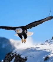 雪山雄鹰展翅起飞画面5339#横屏 