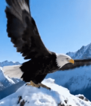 雪山岩石上展翅的白头鹰14804#横屏 