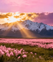 雪山下的粉色花海日落美景9347#横屏 