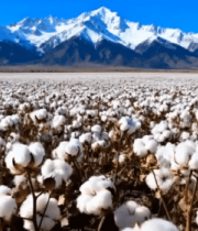 雪山下的棉花田风光9234#横屏 