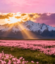 雪山下的粉色花海日落美景9347#横屏 
