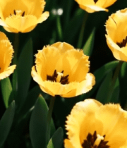 黄色郁金香花卉特写4734#横屏 
