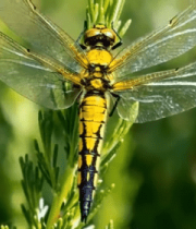 黄色蜻蜓微距特写8092#横屏 