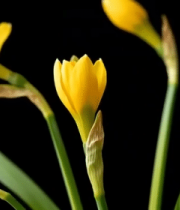 	 黄色水仙花特写素材(1)13407#横屏 