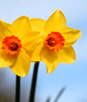 黄色水仙花特写素材2955#横屏 