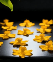 	 黄色花朵微距特写素材6413#横屏 