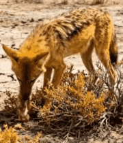 荒野胡狼进食画面5109#横屏 