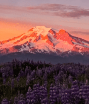 雪山下的紫色花海日落景象5101#横屏 