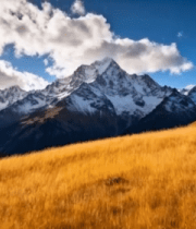 雪山下的金黄草地风景12376#横屏 