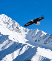 雪山上空翱翔的雄鹰9730#横屏 