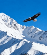 雪山上空翱翔的雄鹰9730#横屏 