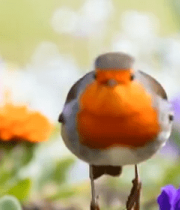 花丛中的小鸟690#横屏 