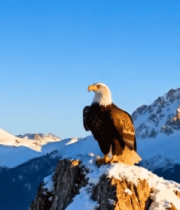 雪山顶老鹰展翅素材14136#横屏 