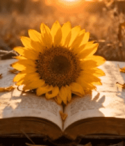 户外翻开的书本上的向日葵9779#横屏 
