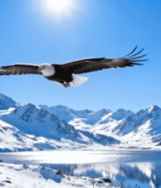 雪山湖泊上翱翔的白头鹰8581#横屏 