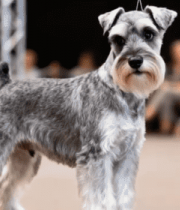 雪纳瑞犬赛场展示10400#横屏 