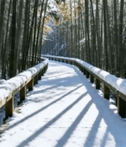 雪后竹林中的木质步道()12895#横屏 
