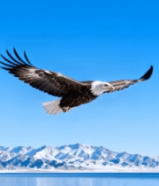 雪山背景下雄鹰展翅飞翔3676#横屏 
