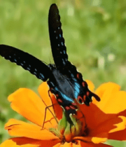 蝴蝶停留在橙色花朵上10025#横屏 