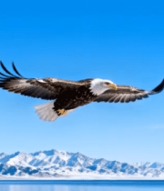 雪山背景下雄鹰展翅飞翔3676#横屏 