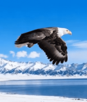 雪山背景下飞翔的老鹰2354#横屏 