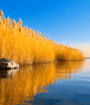 	 湖畔芦苇自然风光(1)7588#横屏 