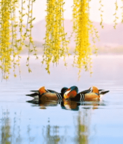 湖面鸳鸯垂柳自然风光1003#横屏 