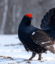 雪地中展示羽毛的黑琴鸡10086#横屏 