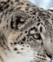 雪地中特写的雪豹7236#横屏 