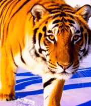 雪地中行走的东北虎14644#横屏 