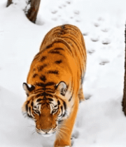 雪地中行走的老虎(1)9004#横屏 