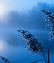 湖畔晨景带露珠的芦苇443#横屏 