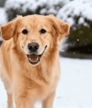 雪地里奔跑的金毛犬11730#横屏 