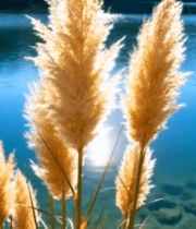 湖畔蒲苇特写4778#横屏 