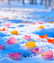 雪地上散落的多彩花瓣6667#横屏 