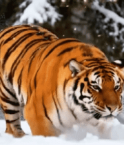 雪地中奔跑的老虎(2)10337#横屏 