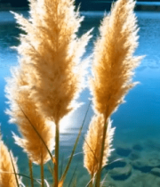 湖畔蒲苇特写4778#横屏 