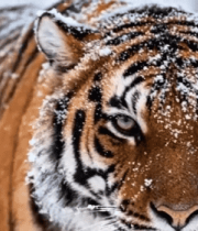 雪地中老虎的特写1025#横屏 