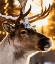 雪地中带装饰的驯鹿特写11180#横屏 