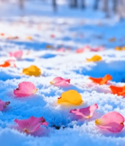 雪地上散落的多彩花瓣6667#横屏 