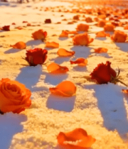 雪地中的玫瑰与花瓣736#横屏 