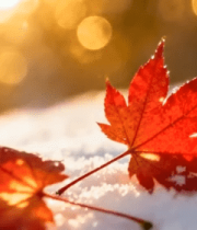 雪地上的红色枫叶特写5233#横屏 