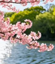 湖边盛开的粉色樱花498#横屏 